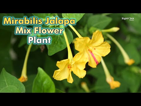 Mirabilis Jalapa Mix Flower | Mix Four O'clock Flower | Marvel of Peru | Sanje Mallige | Gulabbas