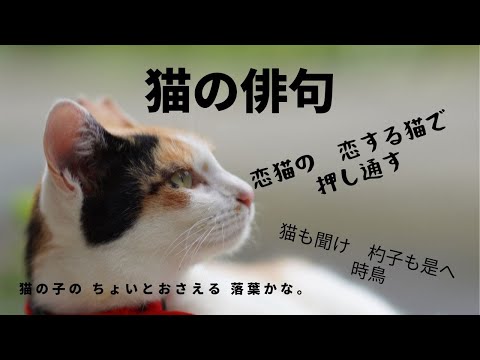 【まなびの俳句】猫の俳句