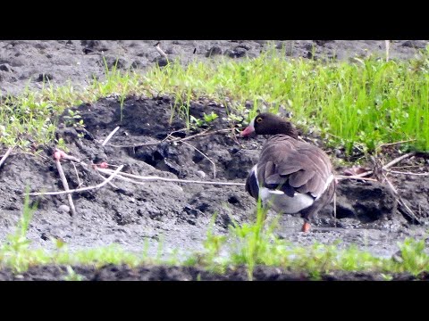 東港鎮的小白額雁Anser erythropus （2024 11 08）