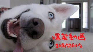 【爆笑】笑ったら負け！面白動物100連発耐久動画【1時間耐久】