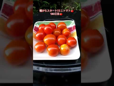 種からスタート!ミニトマト🍅130日目🍅 #shortsfeed #家庭菜園 #種から育てる #ミニトマト栽培