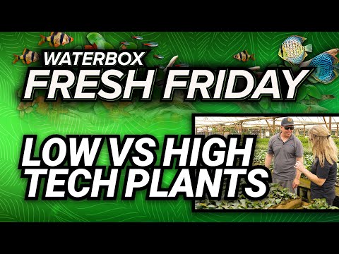 Fresh Friday - Low vs High Tech Plants