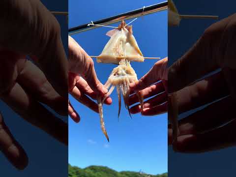 Nature - Dried squid overnight [ASMR] #shorts