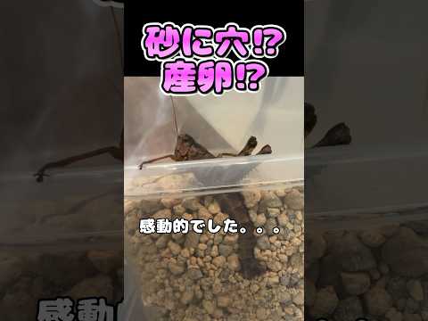 フキバッタの産卵？？？ #虫取り #昆虫 #バッタ #insects#産卵