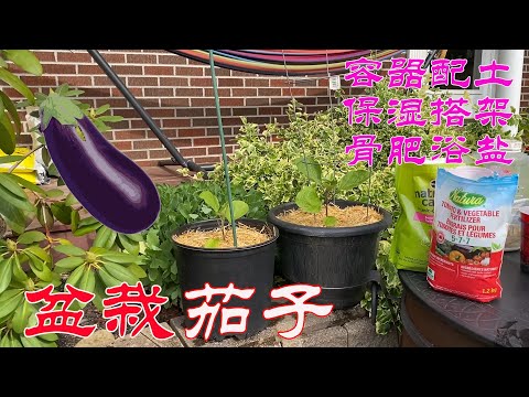 【渔耕笔记】种茄子 | 怎样种出美味的盆栽有机茄子？ 大桶 阳台 菜园种茄子