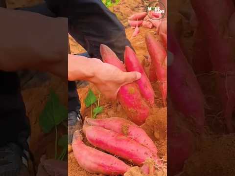 HARVEST OF SWEET RED TAMS #shorts