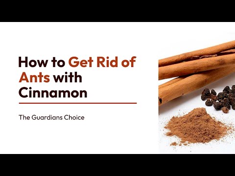 How to Get Rid of Ants with Cinnamon | The Guardian's Choice