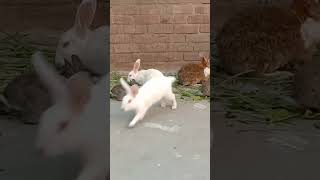 Subhanallah #rabbitrabbit #rabbitfarming #femalepet #petsvlog #music #love #arabic #shorts #rabbite