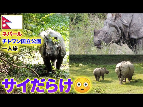 【ネパール】１日で７頭出現！世界遺産・チトワン国立公園がサイだらけだった