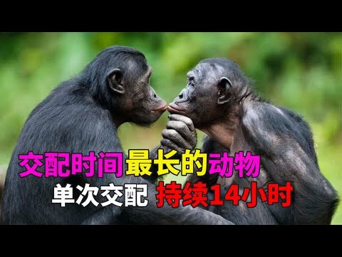 交配时间最长的动物 - 交配动物 - 动物的交配时间是多长？| 动物世界