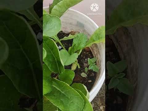 Radish harvest from my terrace garden