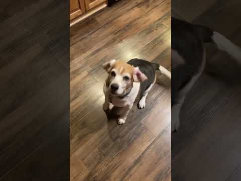 Charlie the Dog comes off his ‘Dog of the Week’ award with a Big Bite Treat #happypets #beagle