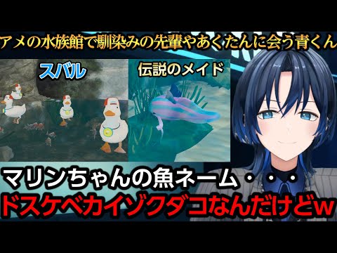 アメリアの水族館で馴染みの先輩やあくたんに会う青くん【火威青/ワトソン・アメリア/Watson Amelia】