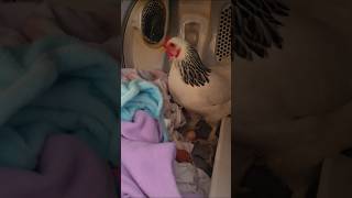 Homesteading Chickens 1st egg nesting alternative