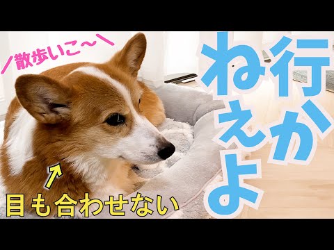 散歩に行きたくない日の愛犬の様子はこちらです