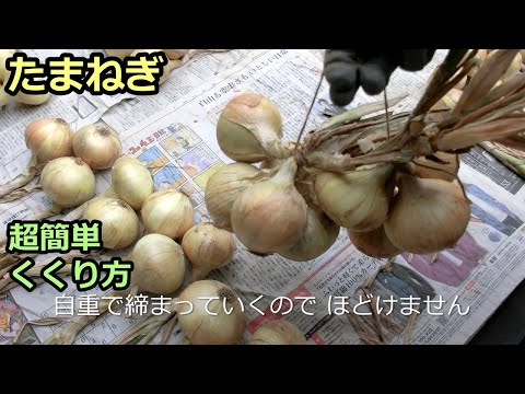 【タマネギの超簡単くくり方】家庭菜園29年目 半自給自足生活