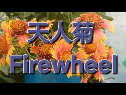 天人菊 Firewheel