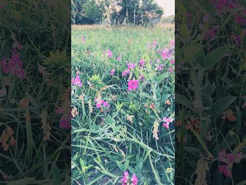 This flowering viney plant is edible. Sweet Pea. I’ll tell you more about it.