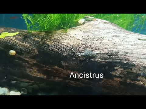 New fish for the little aquarium! Tiger Endlers & Ancistrus