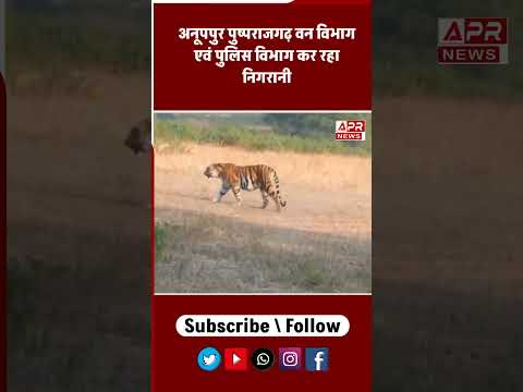 Anuppur: अमरकंटक के जंगलों में पहुंचा बाघ, मवेशी का किया शिकार,  Anuppur tiger