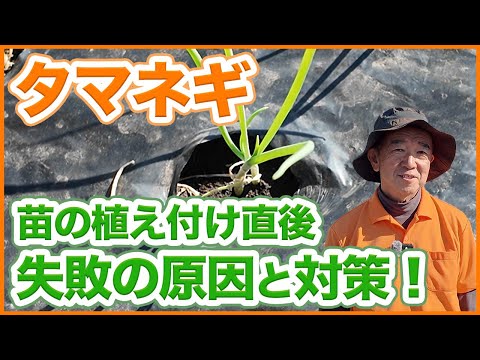 家庭菜園や農園のタマネギ栽培で苗が消滅した？！苗の植え付け直後に発生する失敗の原因と対策を徹底解説！【農園ライフ】