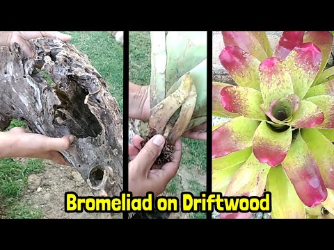 How to Plant Bromeliads on Driftwood by Anak Bukid