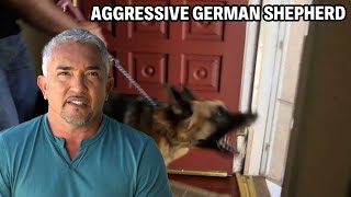 How To Know If A Dog Is Protective, Insecure, Or Aggressive | Cesar 911 Season 2, Ep. 2 - Part 1