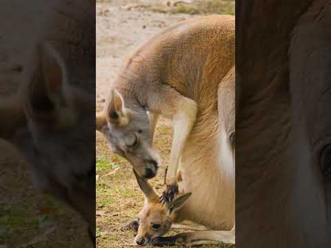 How Female Kangroos Delay Their Pregnancy #animals #pregnancy #facts #zoology