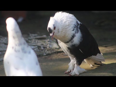 Pigeon Love || Kabuar Attitud Viral Video || Lahore Pigeon