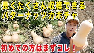 超お手軽にできるバターナッツカボチャ！種まき・植付け・収穫・食べるまで