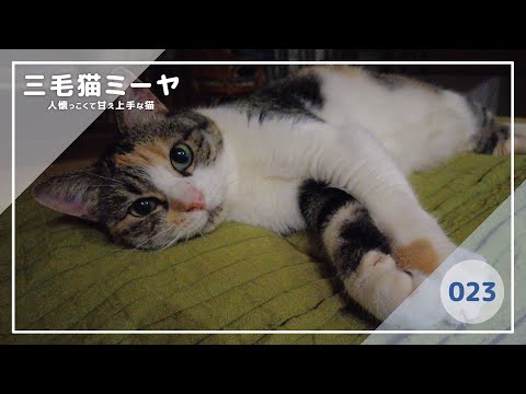 【猫好き必見！癒しの三毛猫動画】甘え方を知っています♪三毛猫ミーヤちゃん