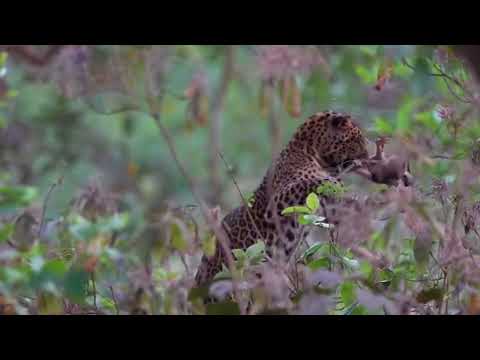 The poor little monkey escaped death from the leopard’s mouth several times | Horizons_視野