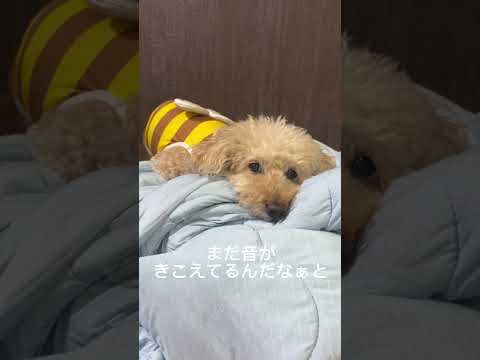 雷の音が怖くて避難する犬#shorts #トイプードル #dog #いぬ #shorts