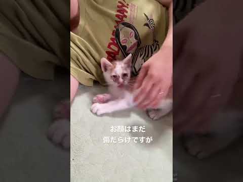 息子仔猫を拾う③