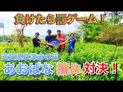 【滋賀県】草津市の花あおばな摘みでガチ対決🔥罰ゲームは・・・