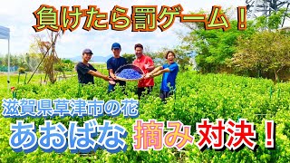 【滋賀県】草津市の花あおばな摘みでガチ対決🔥罰ゲームは・・・