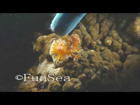 クリスマスツリーワーム Christmas Tree Worm スローモーション撮影