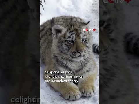 Siberian Tiger Triplets Debut in Jilin's Tiger Park