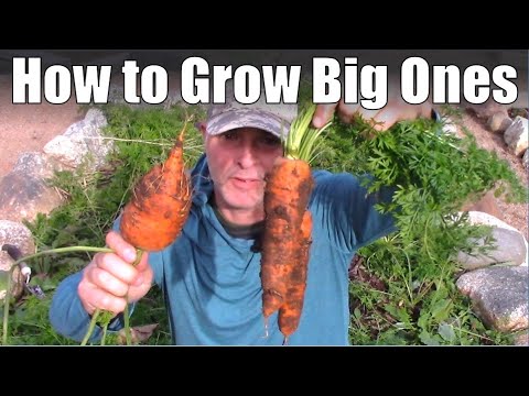 How to Grow Big Carrots