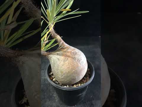 1円スタート 最落無し 発根済み パキポディウム グラキリス 中株 10cm Pachypodium  角 出葉済み 現地株 でっぷり良形 希少 輸入 塊根植