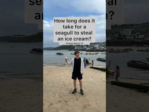 Seagull steals ice cream!!!