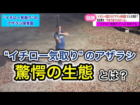 “イチロー気取り”のアザラシ保育園【アザラシ保育園】