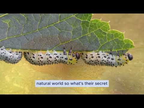 Poisonous caterpillars and their smart defense mechanisms