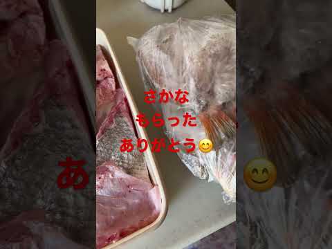 魚もらったよーありがとう。嬉しい#新鮮 #釣れたて#感謝 #帰省 中の息子が喜ぶ