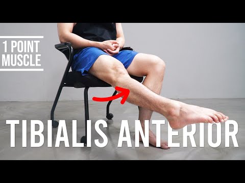 Do This Against Shin Splint Pain｜Tibialis Anterior｜Hisdream Stretching Library