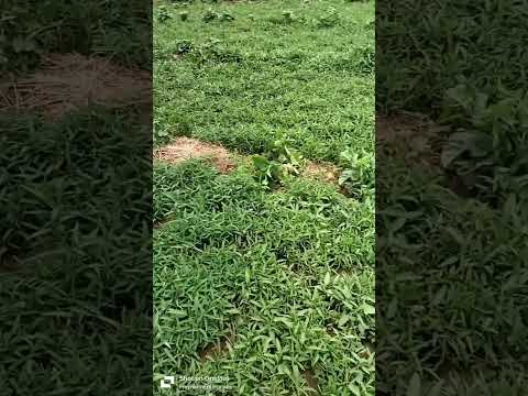 kalami sag farming | nari sag ki kheti | karemua ki kheti  #farming #farmer