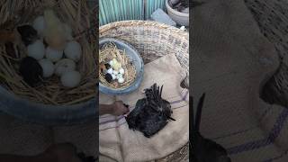 New Beginnings: Chicks Hatch Under Black Hen