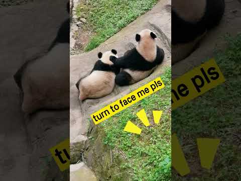 パンダとどう話しますか？ 
How To Talk To Panda？