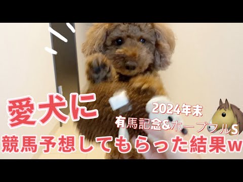 【競馬】ちこちゃんに馬券予想してもらったら驚きの結果に‼️