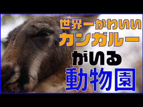 神戸どうぶつ王国でたくさんのかわいい動物に癒されに行ってきました。